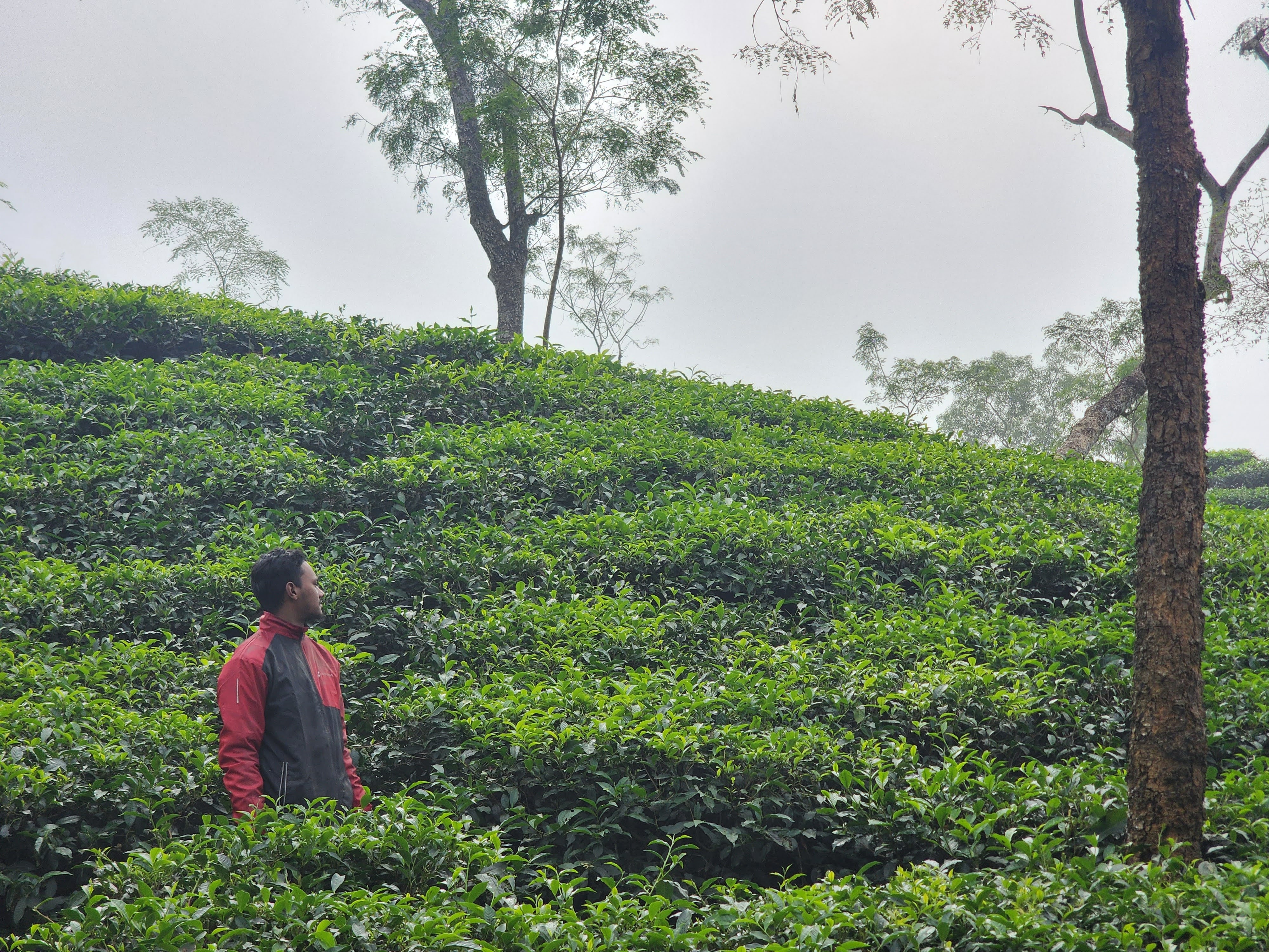 Sreemangal